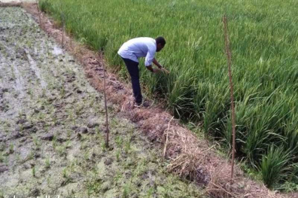 PFAG calls on government to adopt proactive measures for the rice sector