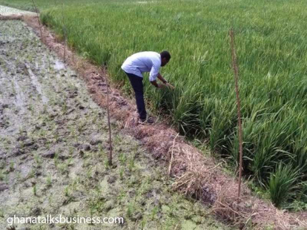 PFAG calls on government to adopt proactive measures for the rice sector