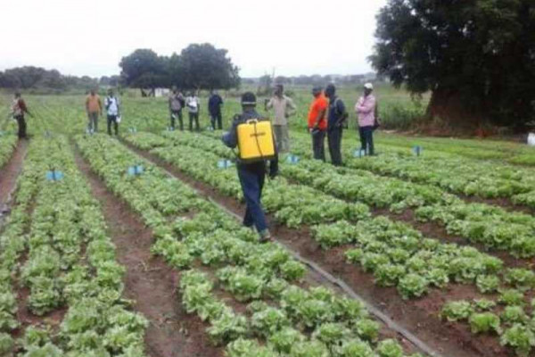 Vegetable farmers asked to form groups