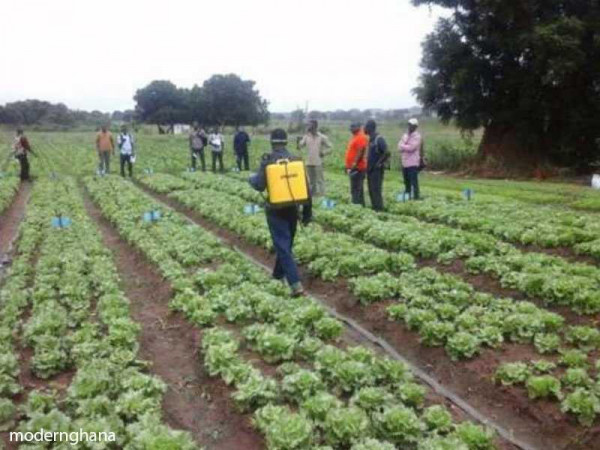 Vegetable farmers asked to form groups