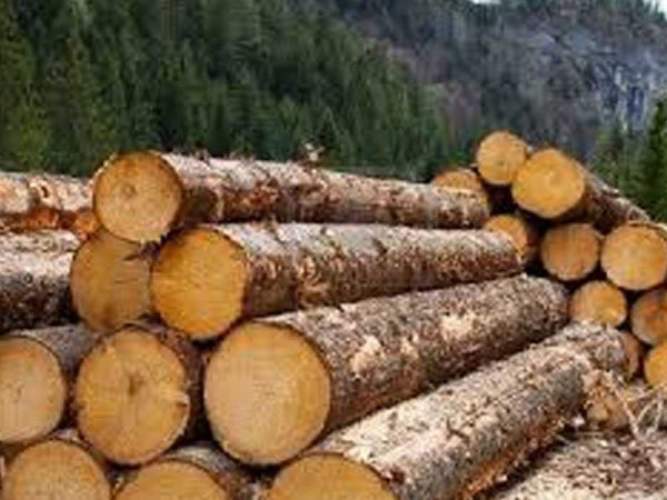 Ghana's Timber sector develops communication strategy to grasp EU opportunities