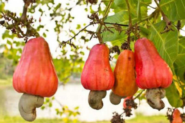 Need to promote local consumption of cashew in Ghana-Coordinator