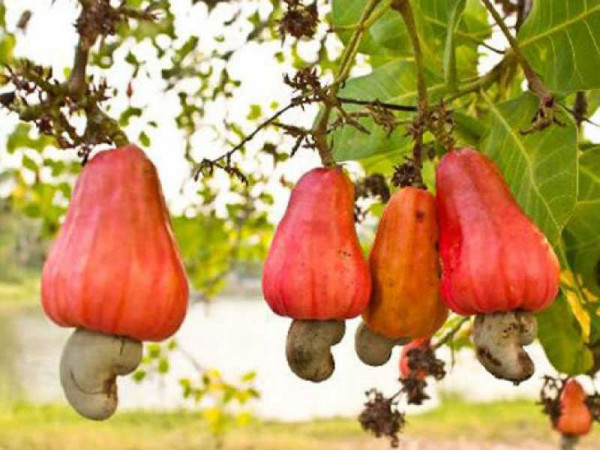 Need to promote local consumption of cashew in Ghana-Coordinator