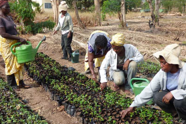 A/R: Vegetable farmers call for plan to produce quality seeds locally