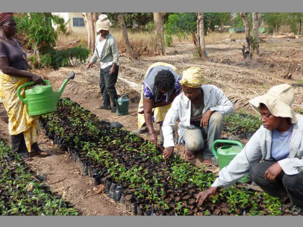A/R: Vegetable farmers call for plan to produce quality seeds locally
