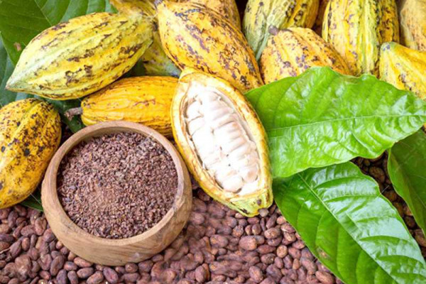 New cocoa management system to promote transparency