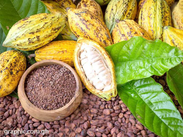 New cocoa management system to promote transparency