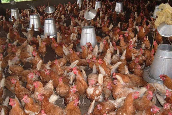 Waive taxes on poultry inputs - poultry farmers appeal