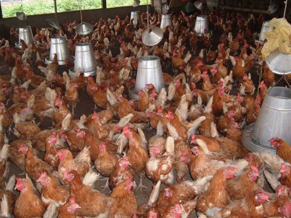 Waive taxes on poultry inputs - poultry farmers appeal