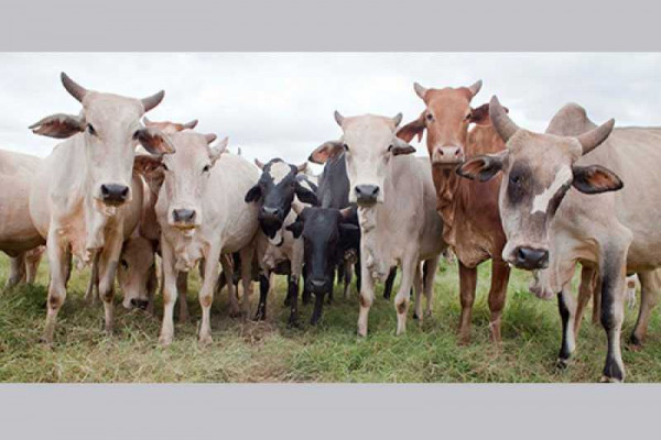 Low patronage of livestock at Bolgatanga