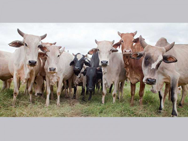 Low patronage of livestock at Bolgatanga