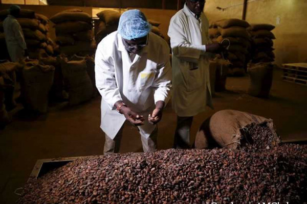 Cocoa Processing Company Limited to increase its production