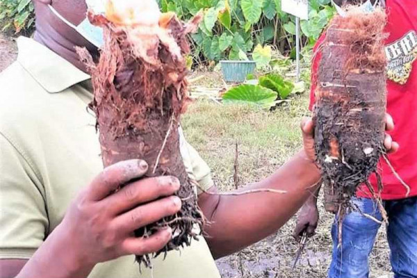 MAG assists farmers to increase Taro production for sustainable livelihood