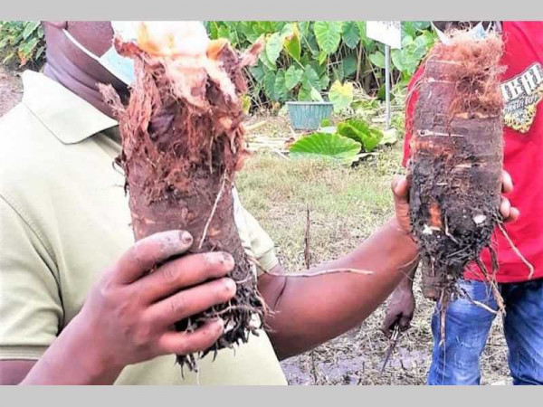 MAG assists farmers to increase Taro production for sustainable livelihood