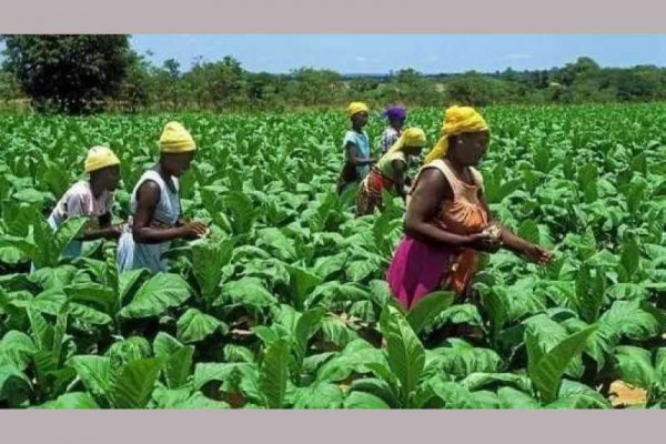 We want agriculture extension agents - Akyem Achiase farmers