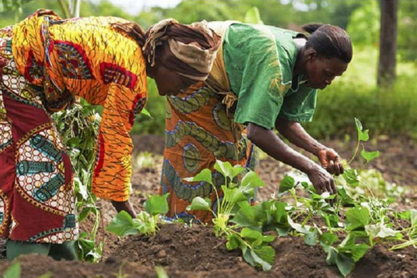 Farmer groups attend Seed Fair in Upper West Region