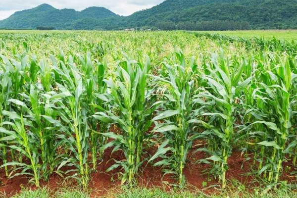 Maize production to reduce in Sissala area for 2021 season