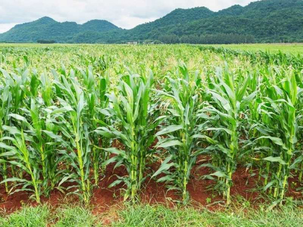 Maize production to reduce in Sissala area for 2021 season