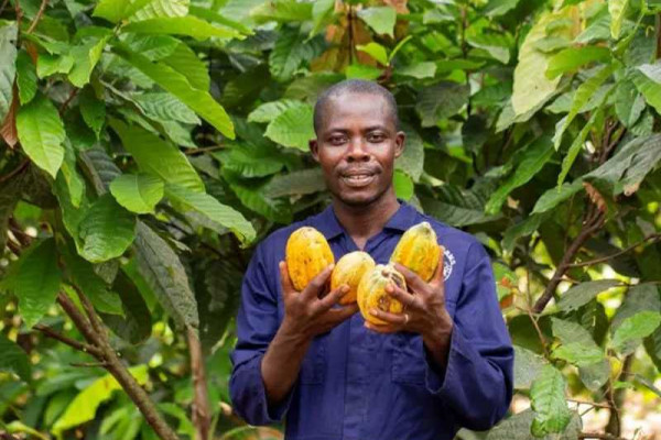 Cocoa farmers urged to adhere to safety practices