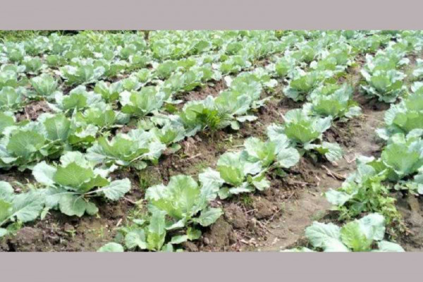 Develop infrastructural base for commercial cabbage production-Farmers