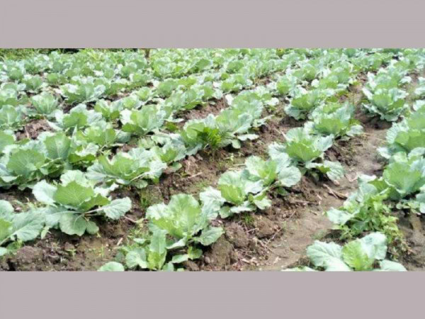 Develop infrastructural base for commercial cabbage production-Farmers