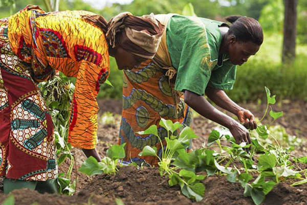 Smallholder farmers in northern Ghana to benefit from certified seeds