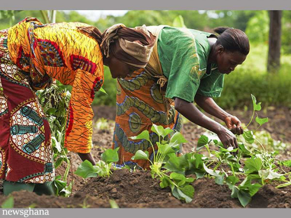 Smallholder farmers in northern Ghana to benefit from certified seeds