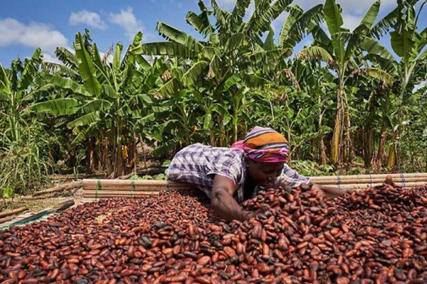 Farmers urged to grow and consume cocoa products for healthy living