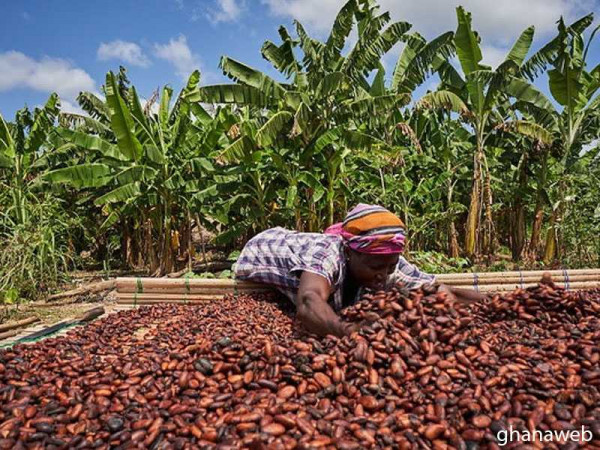 Farmers urged to grow and consume cocoa products for healthy living