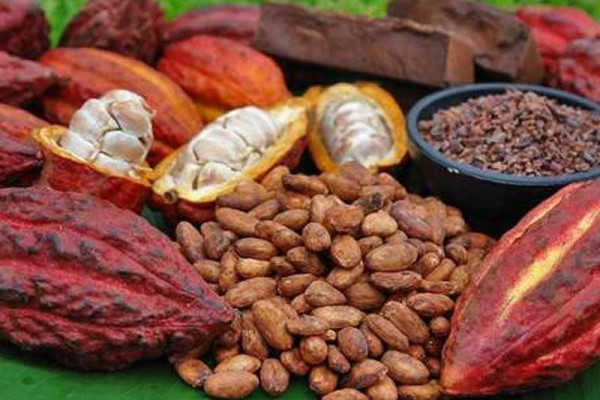  Organic cocoa has higher market value