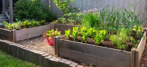  Building a Raised Garden Box on a Budget