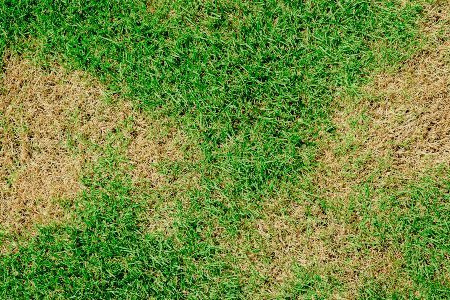 Prevent and Fix Yellow Patches on Grass