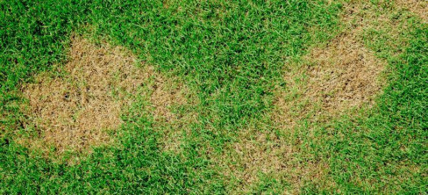 Prevent and Fix Yellow Patches on Grass