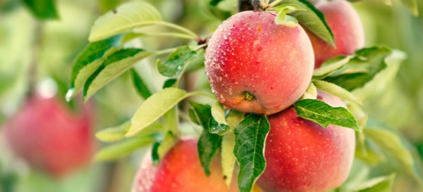How to Plant Fruit Trees 