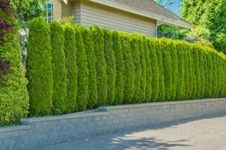 5 Green Fencing Ideas For Eco-Friendly Homes 