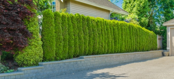 5 Green Fencing Ideas For Eco-Friendly Homes 