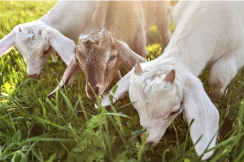  Keeping Brush Goats As Lawn Mowers