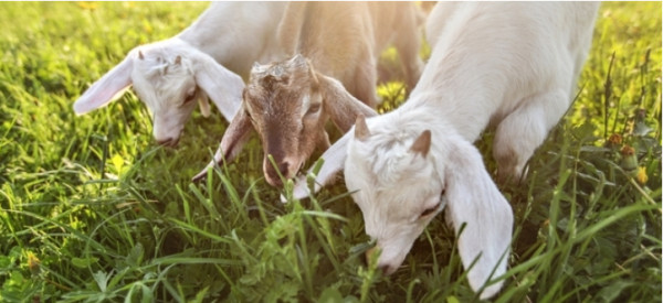  Keeping Brush Goats As Lawn Mowers