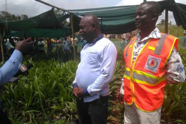 Agona East Assembly distributes 12,000 oil palm seedlings to farmers