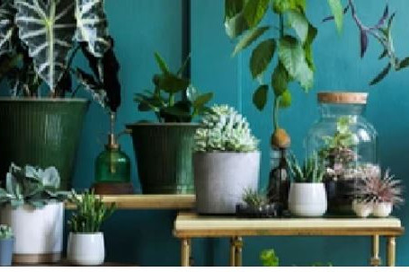 How to Prepare Outdoor Plants to Come Inside