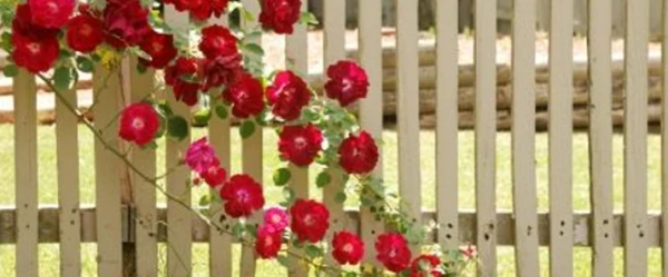 How to Plant and Train a Climbing Rose 