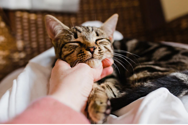 How to Introduce Your Cat to Your Newborn