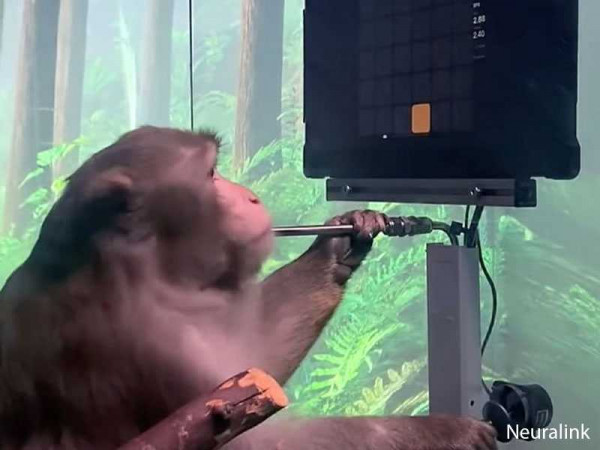 Elon Musk's Neuralink 'shows monkey playing Pong with mind'