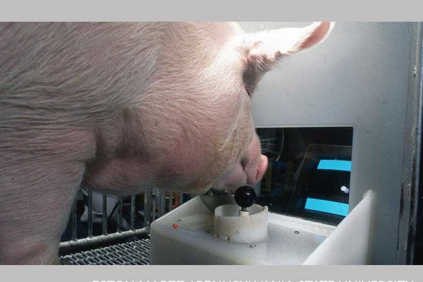 Pigs can play video games with their snouts, scientists find