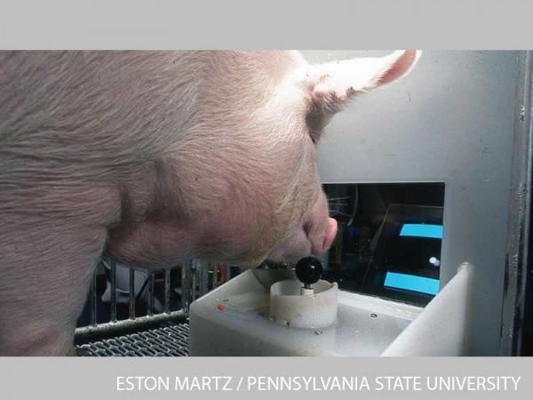 Pigs can play video games with their snouts, scientists find