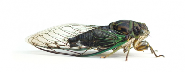 8 Things to Know About Cicadas