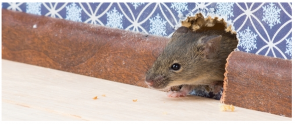  2 Ways to Make a Humane Mouse Trap