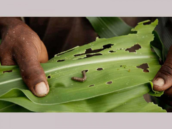 Ghanaian company breaks through in fight against fall armyworm