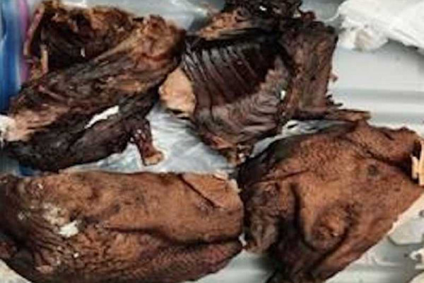 US Customs seizes bushmeat from Ghana