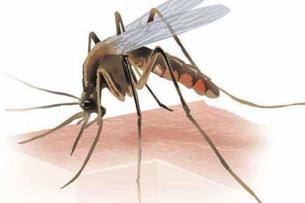 Government urged to improve funding for malaria control